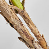 Bananero Plant