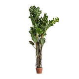 Split Philo Plant