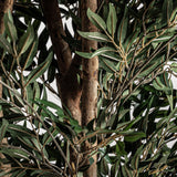 Helecho Plant