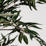 Helecho Plant