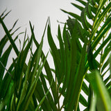 Palmera Plant