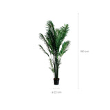 Palmera Plant