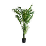 Palmera Plant