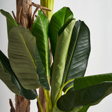 Platanero Faux Plant