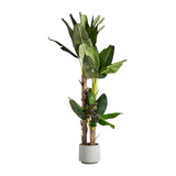 Platanero Faux Plant