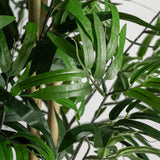 Bambú Plant