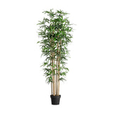 Bambú Plant