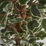 Ficus Plant