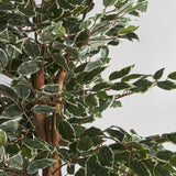 Ficus Plant