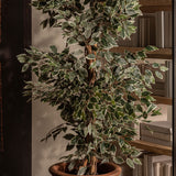 Ficus Plant
