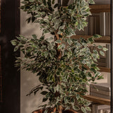 Ficus Plant