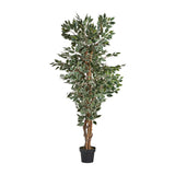 Ficus Plant