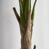 Bananera Plant