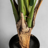 Bananera Plant