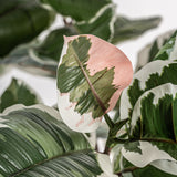 Roble Blanco Plant