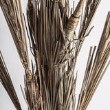 Areca Plant