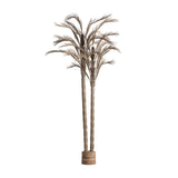 Areca Plant
