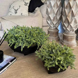 Mini Plant in a Black Footed Bowl