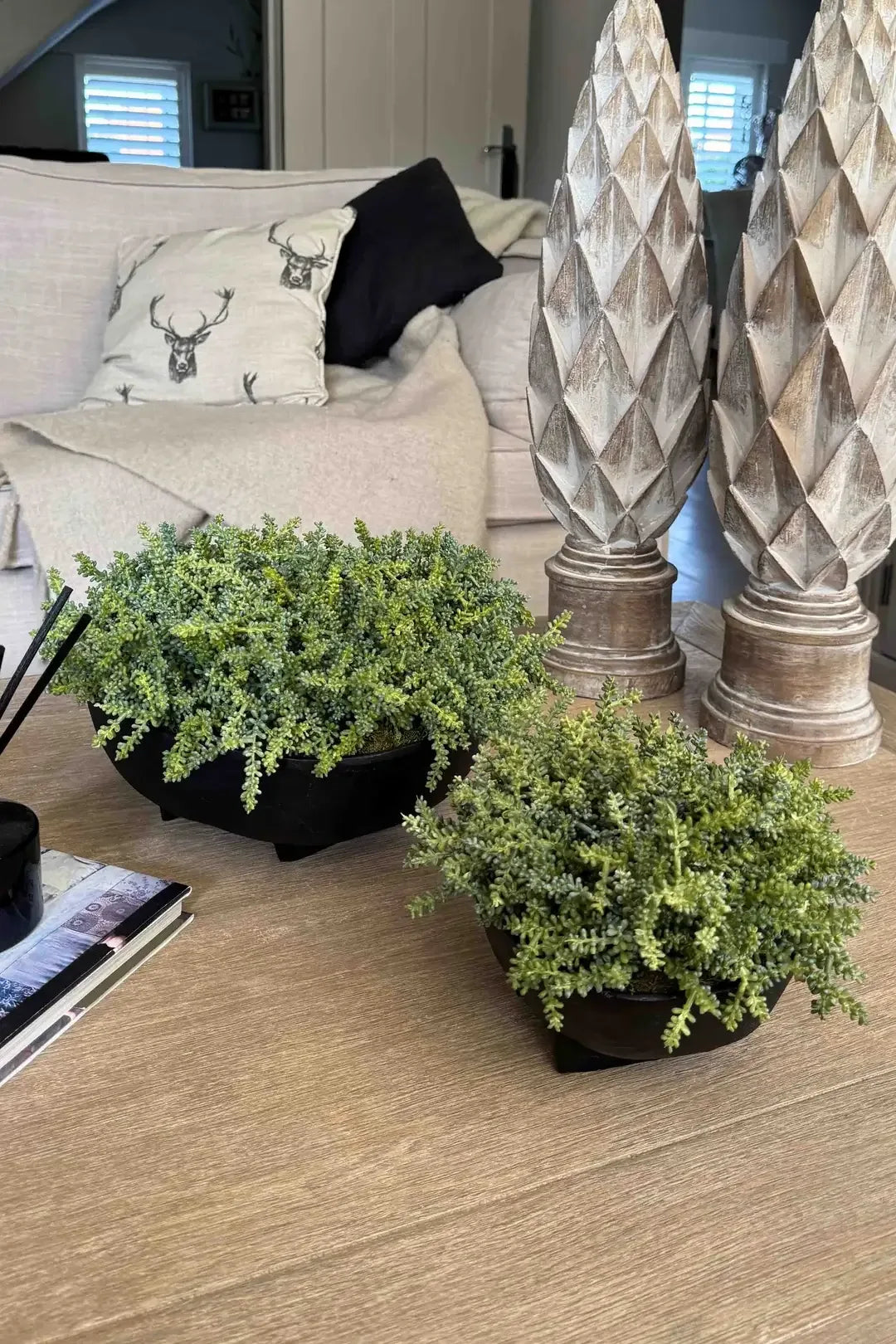Mini Plant in a Black Footed Bowl