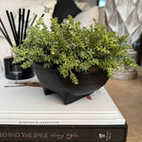 Mini Plant in a Black Footed Bowl