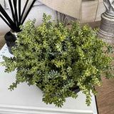 Mini Plant in a Black Footed Bowl