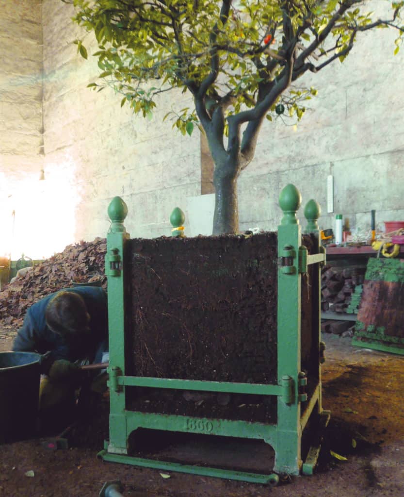 Removing side panels for root access — Caisse de Versailles horticultural design