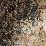 Andrew Shell Decorative Figure - Maison Rêves UK