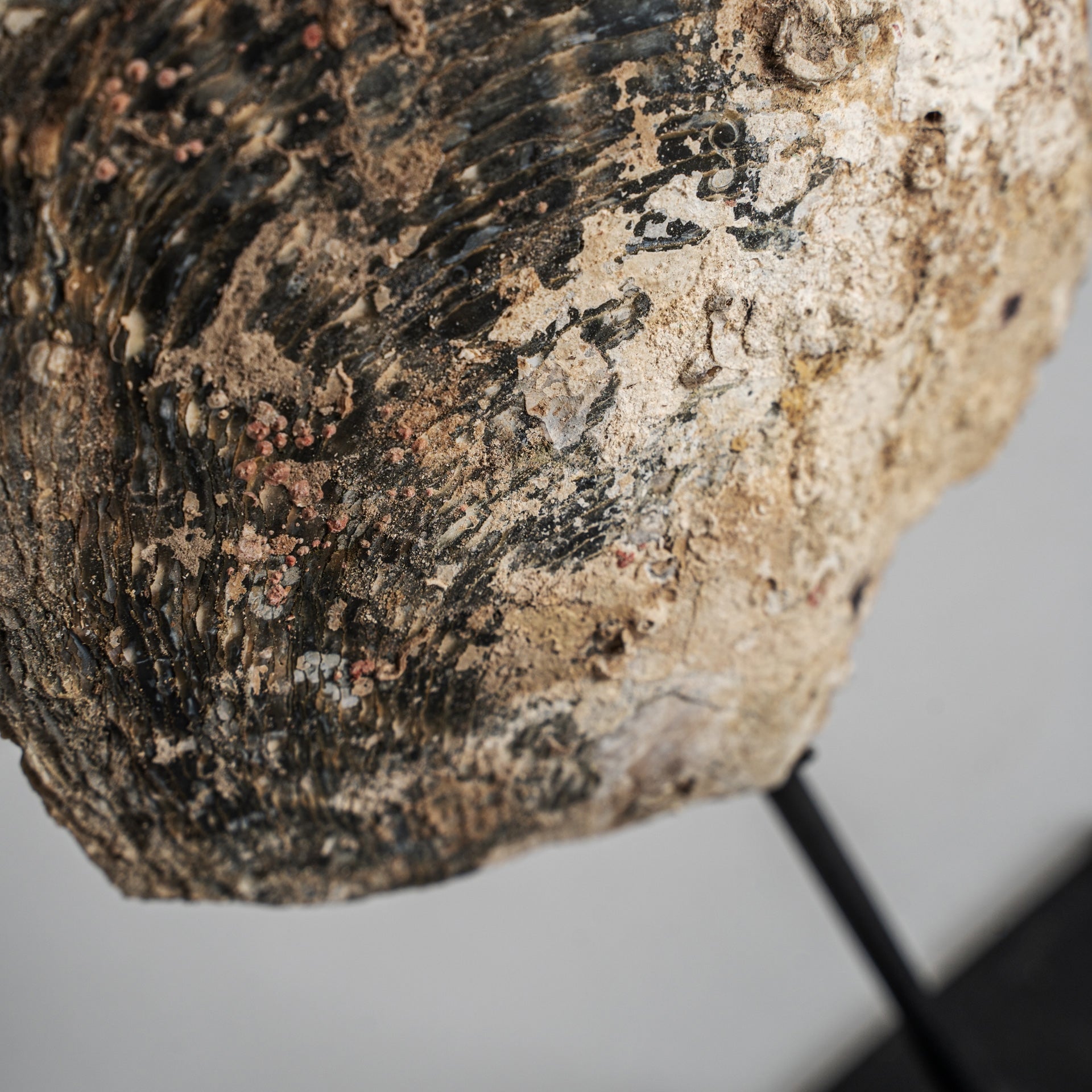 Andrew Shell Decorative Figure - Maison Rêves UK