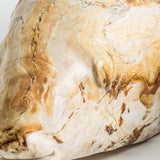 Pez Petrified Wood Decorative Figure - 11cm - Maison Rêves UK