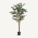 Ficus Green Plant - 210cm - Maison Rêves UK
