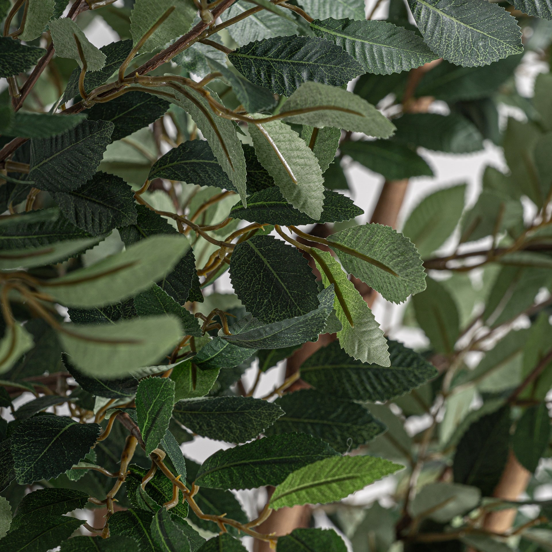 Ficus Green Plant - 210cm - Maison Rêves UK