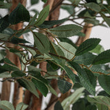Ficus Green Plant - 210cm - Maison Rêves UK