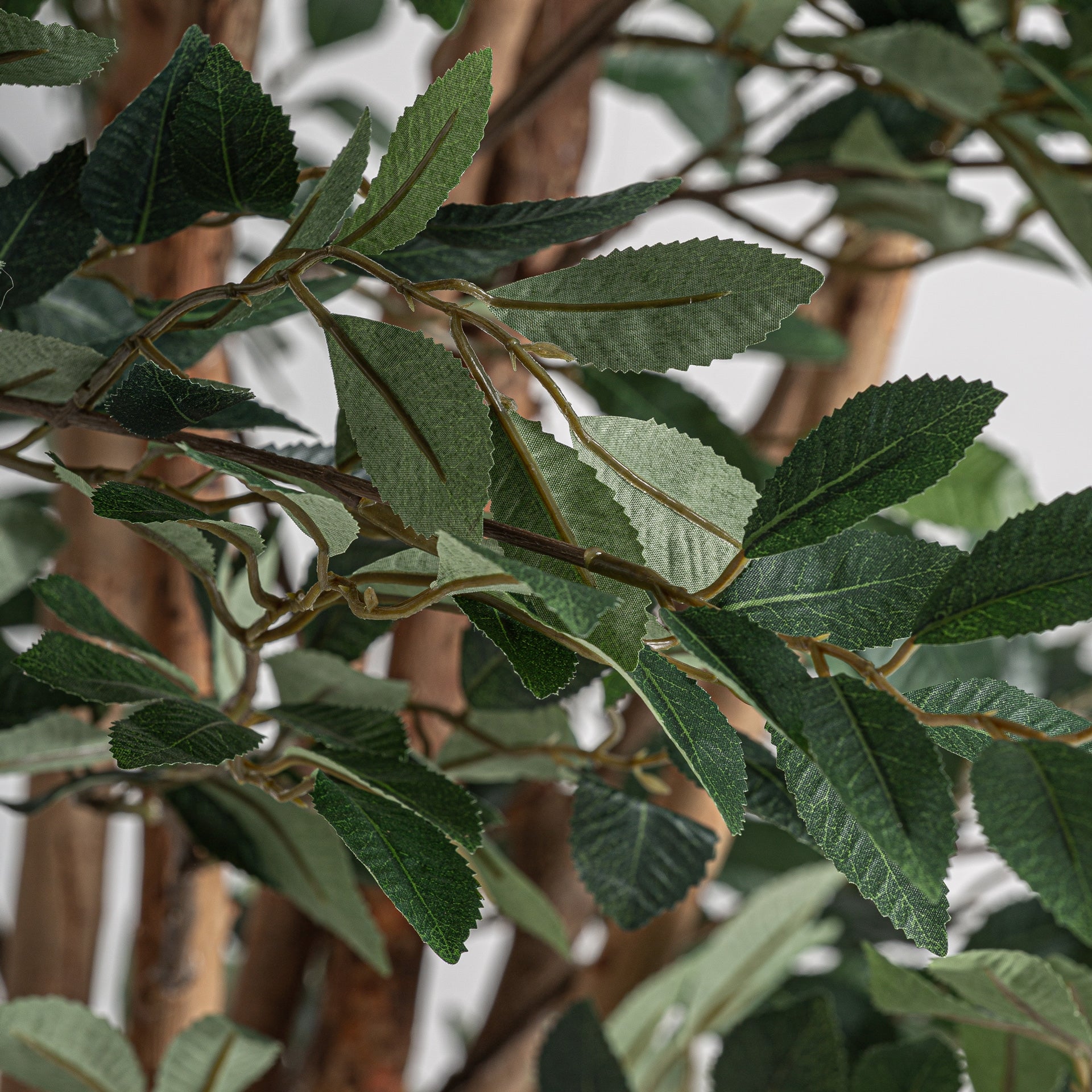 Ficus Green Plant - 210cm - Maison Rêves UK