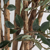Ficus Green Plant - 210cm - Maison Rêves UK