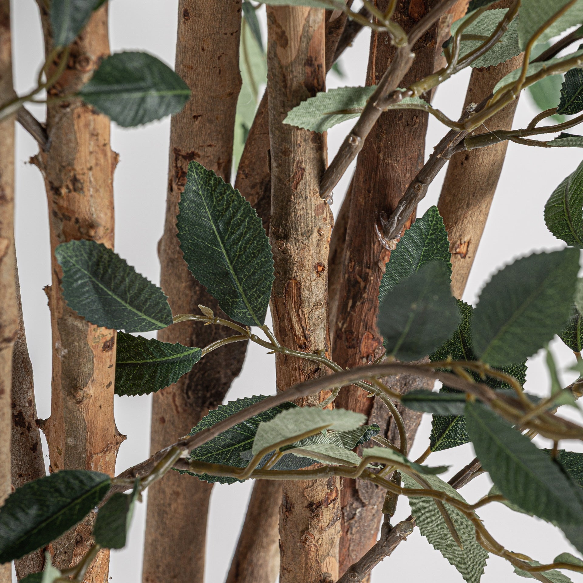 Ficus Green Plant - 210cm - Maison Rêves UK