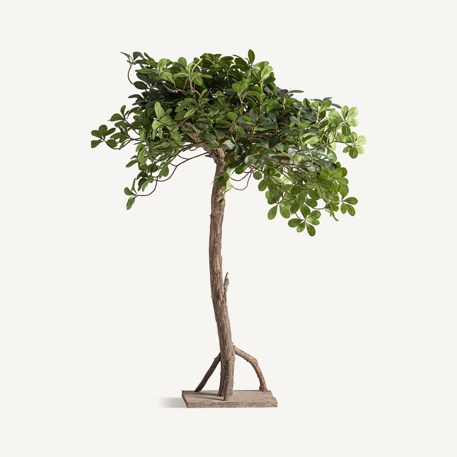 Ficus Wood Plant - 90cm - Maison Rêves UK