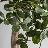 Ficus Wood Plant - 90cm - Maison Rêves UK