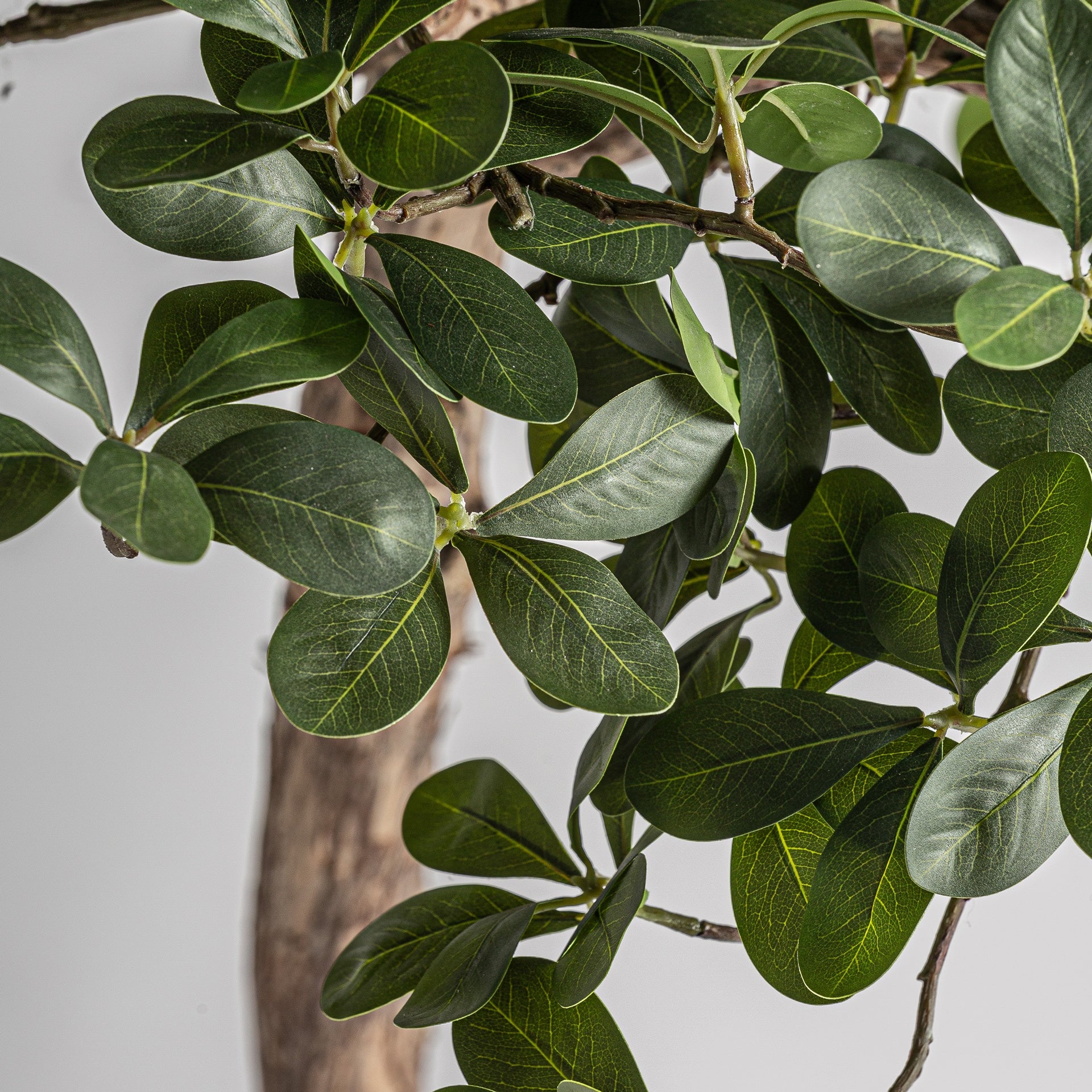 Ficus Wood Plant - 90cm - Maison Rêves UK