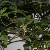 Ficus Wood Plant - 90cm - Maison Rêves UK