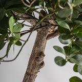 Ficus Wood Plant - 90cm - Maison Rêves UK