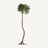 Ficus Wood Plant - 230cm - Maison Rêves UK