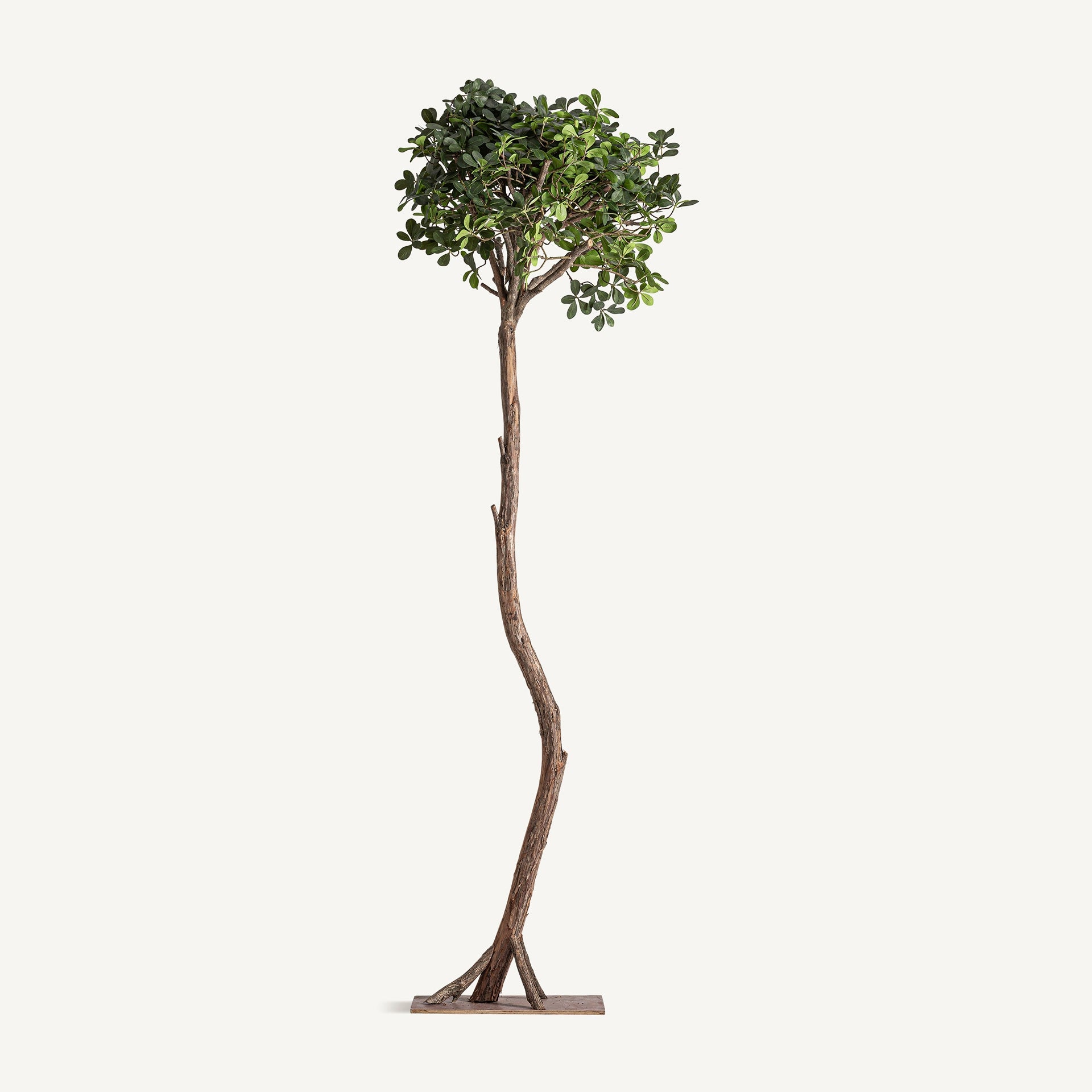 Ficus Wood Plant - 230cm - Maison Rêves UK