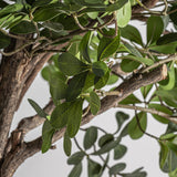 Ficus Wood Plant - 230cm - Maison Rêves UK
