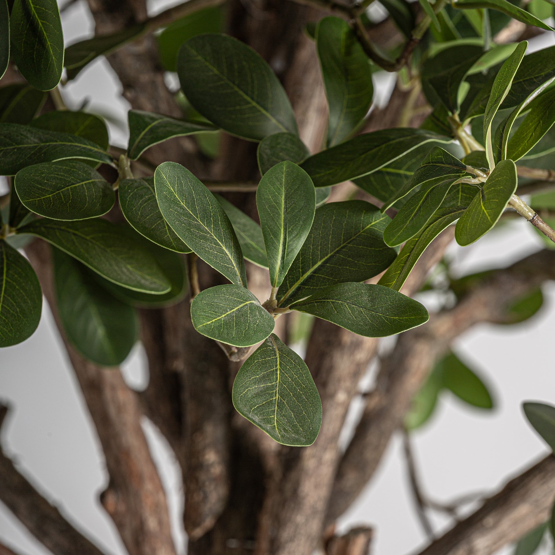 Ficus Wood Plant - 230cm - Maison Rêves UK