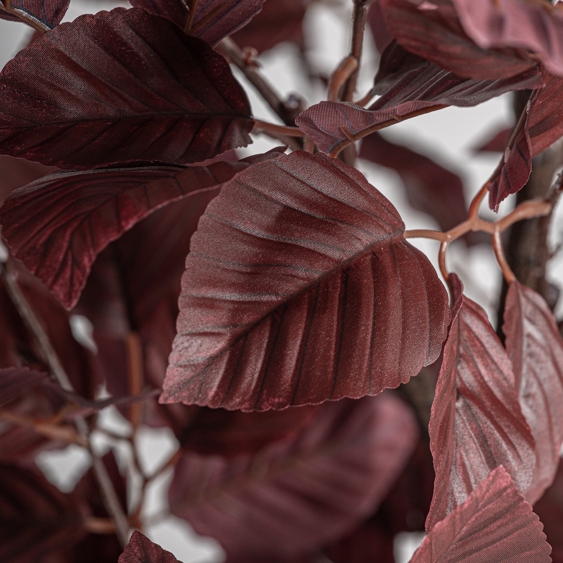 Haya Dark Plant - Maison Rêves UK