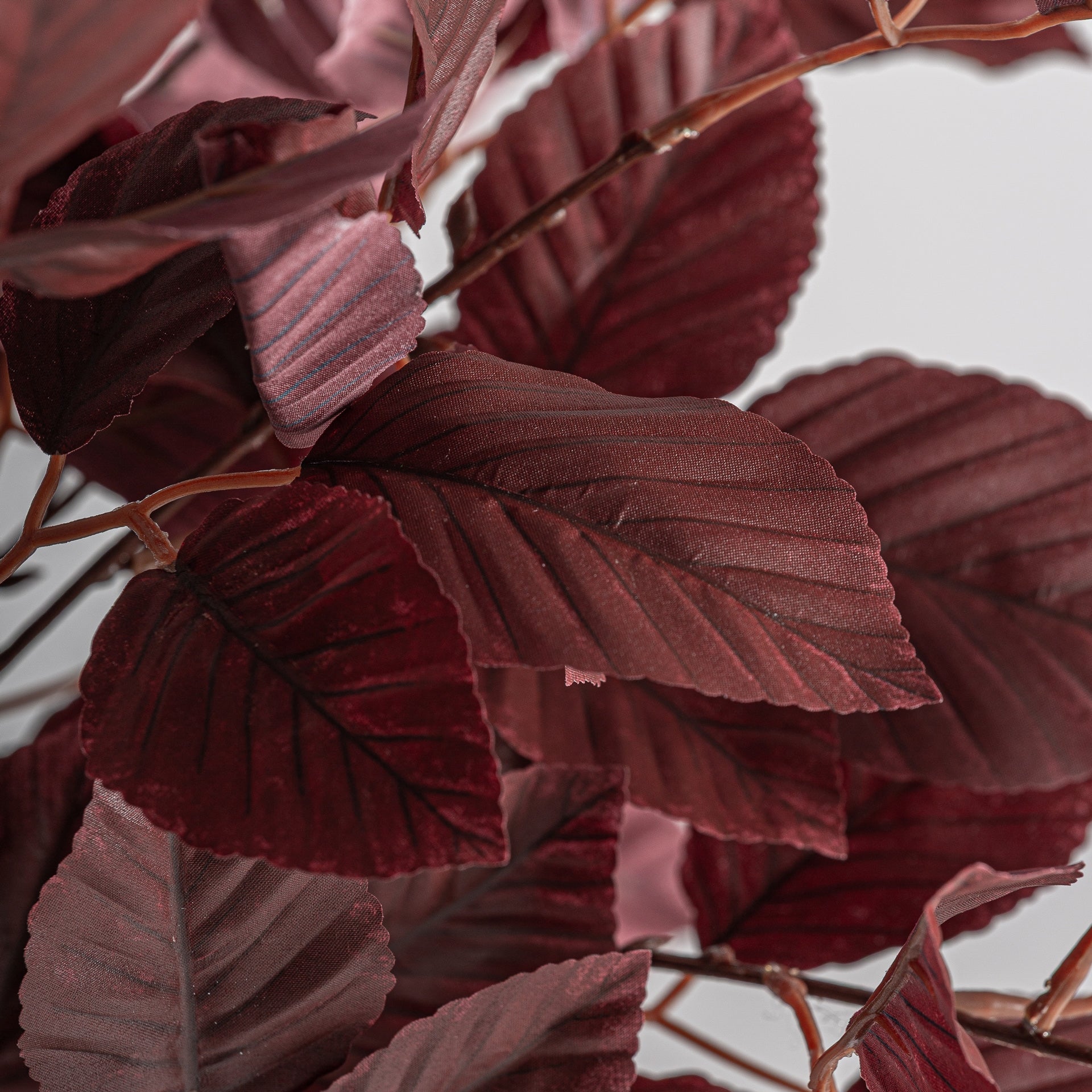 Haya Dark Plant - Maison Rêves UK