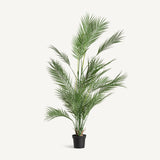 Helecho Green Plant - Maison Rêves UK
