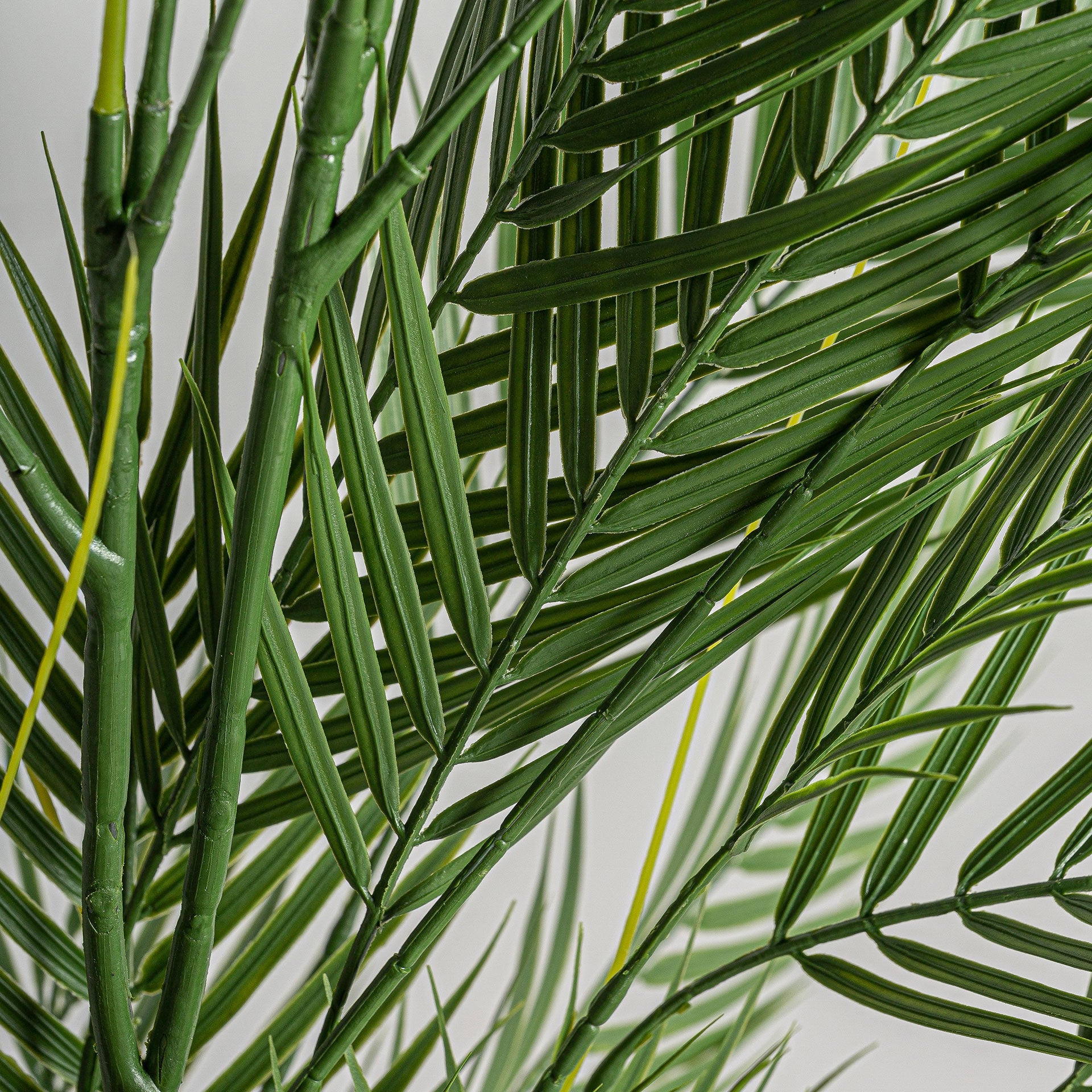 Helecho Green Plant - Maison Rêves UK