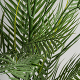 Helecho Green Plant - Maison Rêves UK