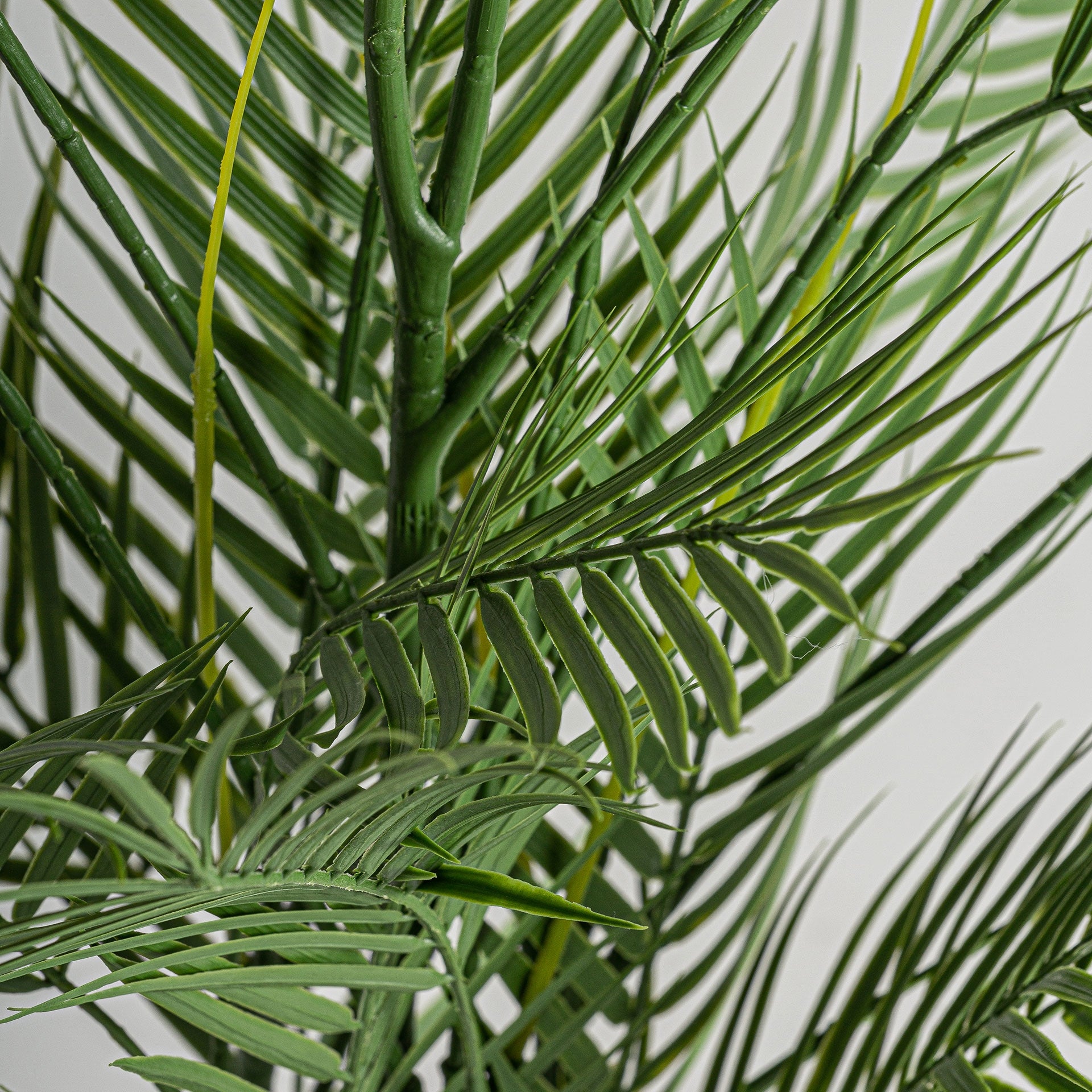 Helecho Green Plant - Maison Rêves UK
